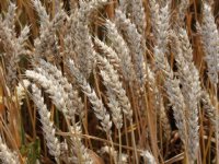 Agrifacts kraakt rekenmodel voor kritische depositiewaarden