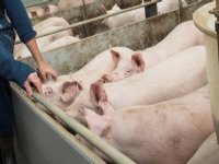 Chinese varkensvleesproductie kwart lager