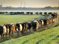 Coalitiepartners Zuid-Holland geven landbouw ruimte