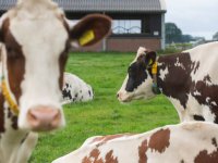 Nieuwe studenten HAS Den Bosch leren veehouderij kennen