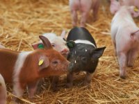 Overschot Britse varkens door tekort aan slachterijmedewerkers