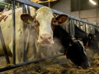 Roep om grenzen aan melkveehouderij