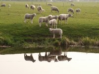 Veel overlast in Gelderland door zwervende wolven