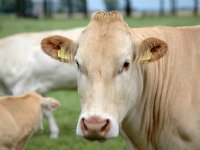 Hollandse Jersey-melk is luxe cadeautje in China