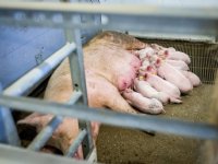 Varkens in Nood wil verbod op mestkelders