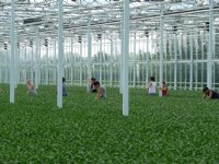 Wijnen Square Crops wint Tuinbouw Ondernemersprijs 2022