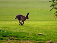 Schapenhouders starten actie voor wolvenhek om Friesland