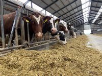 Biologische melkveehouders veenweidegebied hard geraakt door GLB