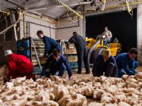 Rabobank-analist: \'Russische kippenvleesexport vooralsnog lastig\'