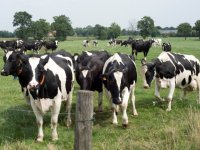 3 euro erbij voor biologische melk EKO-Holland