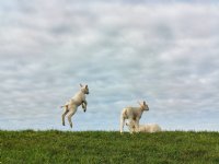 Blauwtong op vier schapenhouderijen in Utrecht en Noord-Holland