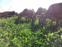 Aanval op veehouderij tijdens klimaatdebat Kamer