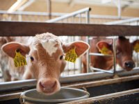 Veel onzekerheid voor veehouders door Brabantse emissie-eisen