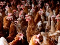 Frankrijk kondigt proeven aan met vaccinatie tegen vogelgriep