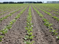 Melkveehouders Piet en Anje Grin zitten met de handen in het haar