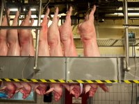 Europese boeren produceren meer varkensvlees