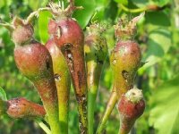 Agrico behaalt verwachte afzet voor pootaardappelen