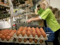 Duitse eieren oorzaak salmonella-uitbraak