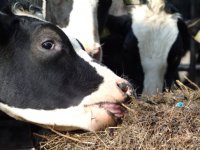 Vleesproductie melkkoeien zorgt voor milieuwinst