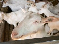 Wakker Dier: minister blokkeerde campagne voor eten minder vlees