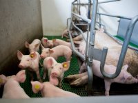 Piggy\'s Palace mag geen vegetarisch varkensgehakt verkopen