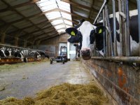 Rabobank: broeikasgasemissie rundvlees kan 30 procent omlaag