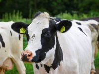 Connecting Agri & Food: \'Wantrouwen kost varkenssector geld\'