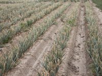 Dikke plus voor notering vollemelkpoeder