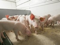 Beschikbaarheid Poolse werkkrachten dreigt te stagneren