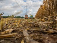 Graszaad tussen mais voor schoner grondwater