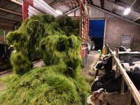 LTO Noord Oost: Gelderse boeren lopen ganzenschadevergoeding mis