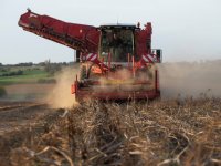 Cosun: aankomend seizoen 84.000 hectare suikerbieten