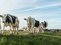 Belgische boerenbond wil hardere aanpak wilde zwijnen