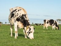 CBL: prijsafspraak melk wettelijk niet toegestaan