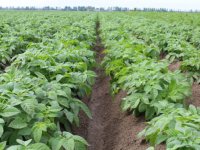 Aviko Potato realiseert poolprijs van 88,75 euro per ton