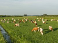 Hoe een boer veel koeien verloor door fosforgebrek