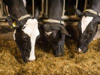 Levensproductie koe bij afvoer boven de 35.000 kilo melk