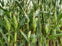 Manifest: bied boer wereldwijd perspectief in Landbouwakkoord