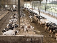 COV wil extra steun voor vleeskalverhouders
