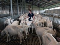 Schapendokter: let op worminfecties bij jaarlingen