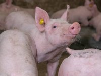 China biedt kansen voor varkenshouderij