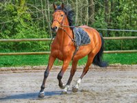 Schouten: paardensector goed met dierenwelzijn