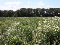 \'Structurele financiering plas-drasgebieden\'