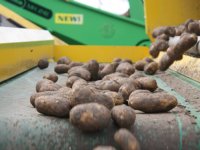 Aangifte pootaardappelen lager dan in 2019