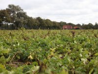 Kruidenproducent Future Crops is failliet verklaard