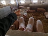 Vleesverwerker Van Loon neemt in fases Belgisch Q-group over