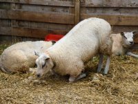 NVWA dringt aan op keuringsstation voor Brits vee