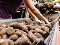 Nederlands bedrijf werkt in Canada aan gesloten teeltsysteem voor sla