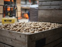 NEPG voorspelt aanbodcrisis op aardappelmarkt
