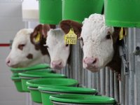 Waterlinzenteelt wacht op Novel Food-goedkeuring
